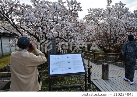 日本春天的京都,世界遺產仁和寺,大室櫻花盛開,遊客拿著相機拍照 日本春天的京都,世界遺產仁和寺,大室櫻花盛開,遊客拿著相機拍照 110224045