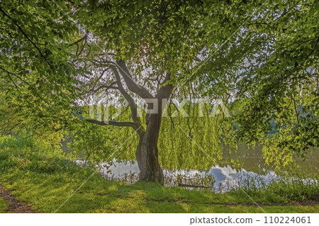 Picture of a weeping willow with fresh green leaves at a pond in backlight 110224061