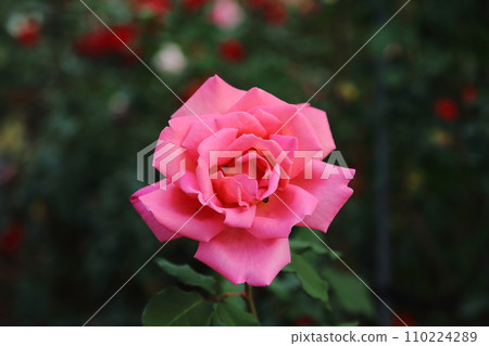 Arao City Ominous Citizen Flower Bed Rose Flower, Arao City Ominous Citizen Flower Bed Rose Flower, 110224289