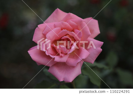 荒尾市少女公民花壇玫瑰花, 荒尾市少女公民花壇玫瑰花, 110224291