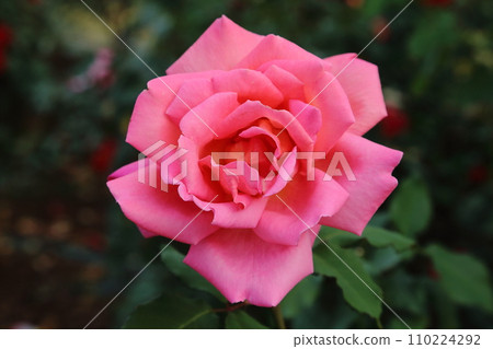 荒尾市少女公民花壇玫瑰花, 荒尾市少女公民花壇玫瑰花, 110224292