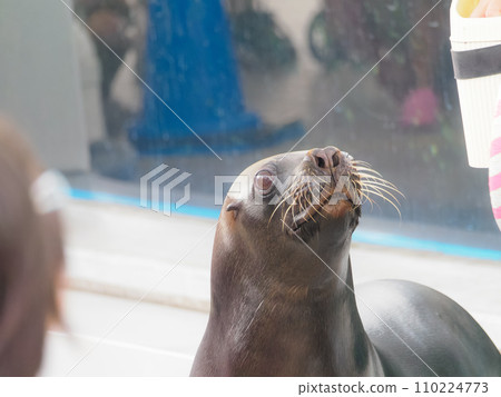 奧塔莉亞盯著動物園管理員 110224773