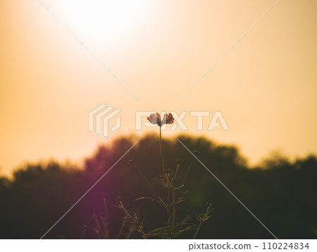 一朵花被夕陽照亮 110224834