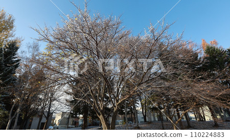Winter trees Winter trees 110224883