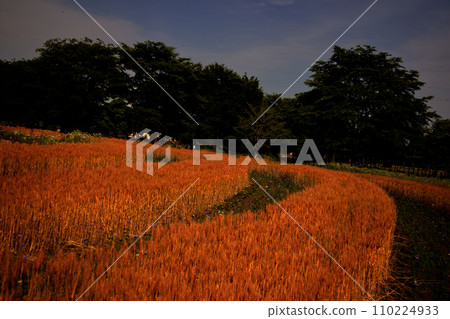 Wheat field shining golden color Wheat field shining golden color 110224933