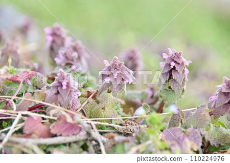 公主舞蹈 110224976