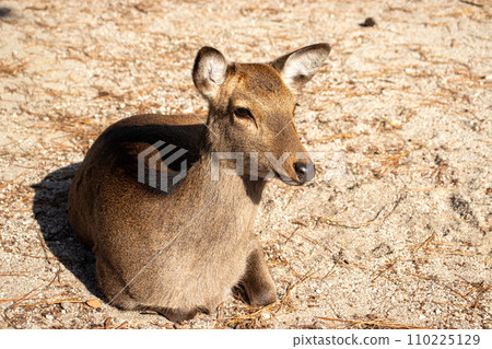 宮島鹿 宮島鹿 110225129