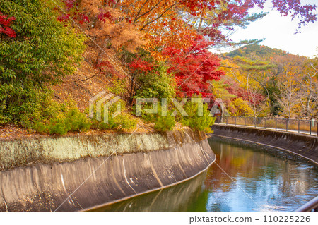 [Kyoto Scenery] Yamashina Canal - A promenade along the waterway colored with late autumn leaves 110225226
