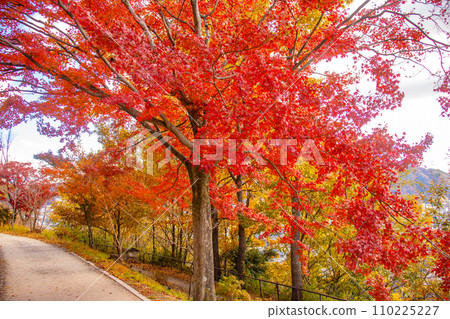 [Kyoto Scenery] Yamashina Canal - A promenade along the waterway colored with late autumn leaves 110225227