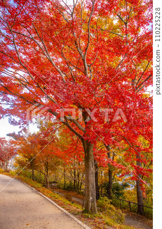 [Kyoto Scenery] Yamashina Canal - A promenade along the waterway colored with late autumn leaves 110225228