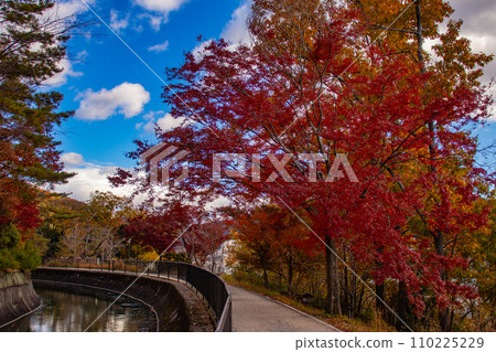 [Kyoto Scenery] Yamashina Canal - A promenade along the waterway colored with late autumn leaves 110225229