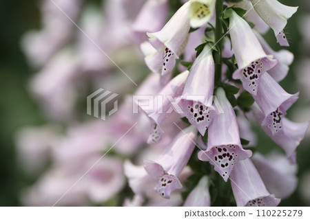 purple foxglove, flower show hong kong at Victoria Park 110225279
