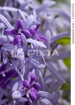 紫紅色和紫色花朵的 Petrea(自然光+微距特寫照片) 紫紅色和紫色花朵的 Petrea(自然光+微距特寫照片) 110225531