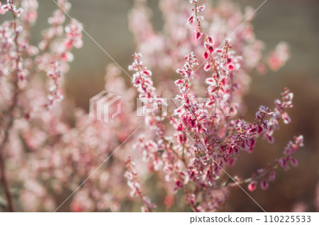 bush Atraphaxis virgata blooming with pink flowers in steppes of Asia in Kazakhstan bush Atraphaxis virgata blooming with pink flowers in steppes of Asia in Kazakhstan 110225533