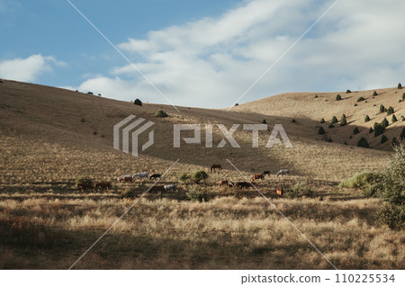 herd of horses graze in valley on hills of meadow in autumn at sunset herd of horses graze in valley on hills of meadow in autumn at sunset 110225534