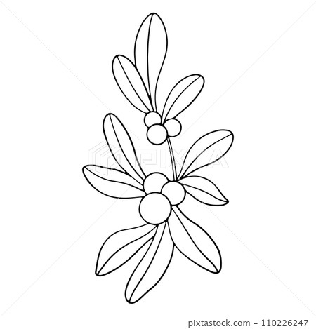 Symphoricarpos, commonly known as the snowberry, waxberry, or ghostberry. Deciduous shrub with white berries. Ink graphic. Hand painted outline illustration for wedding invitation, pack, card Symphoricarpos, commonly known as the snowberry, waxberry, or ghostberry. Deciduous shrub with white berries. Ink graphic. Hand painted outline illustration for wedding invitation, pack, card 110226247