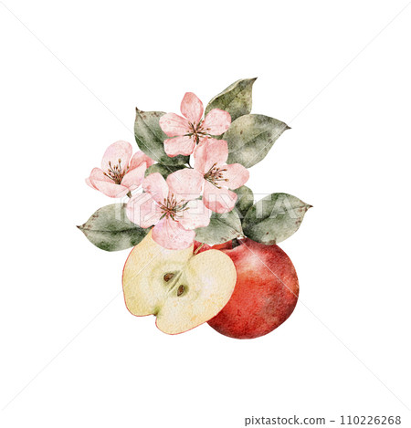 Watercolor blooming apple tree branches, green and red ripe Apples composition. Hand drawn apple slices illustration for juice pack, card, invitation, tags Watercolor blooming apple tree branches, green and red ripe Apples composition. Hand drawn apple slices illustration for juice pack, card, invitation, tags 110226268