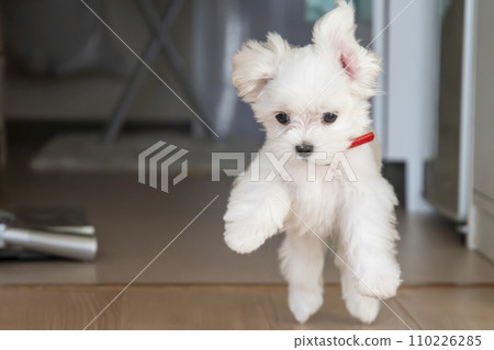 Maltese Maltese 110226285