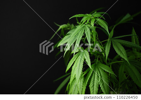 Hemp leaf background. Marijuana, cannabis herb wallpaper. Medical cannabis sativa on black background with copy space. Hemp leaf background. Marijuana, cannabis herb wallpaper. Medical cannabis sativa on black background with copy space. 110226450