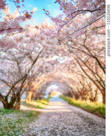 Cherry blossoms in full bloom, cherry blossom petals falling splendidly 110226696