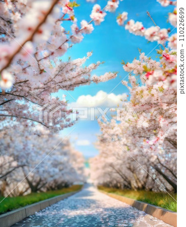 Cherry blossoms in full bloom, cherry blossom petals falling splendidly Cherry blossoms in full bloom, cherry blossom petals falling splendidly 110226699