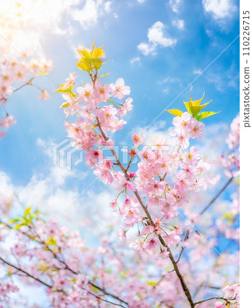 櫻花盛開,櫻花花瓣飄落,絢麗多彩 櫻花盛開,櫻花花瓣飄落,絢麗多彩 110226715