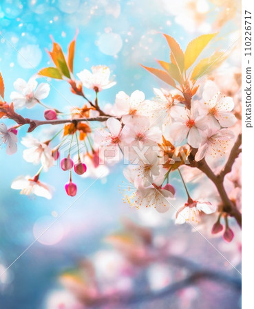 櫻花盛開,櫻花花瓣飄落,絢麗多彩 櫻花盛開,櫻花花瓣飄落,絢麗多彩 110226717