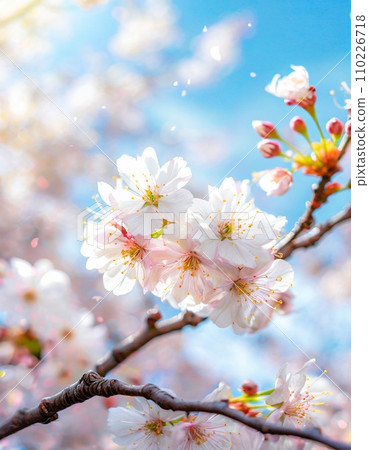 櫻花盛開，櫻花花瓣飄落，絢麗多彩 110226718
