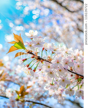 櫻花盛開,櫻花花瓣飄落,絢麗多彩 櫻花盛開,櫻花花瓣飄落,絢麗多彩 110226722