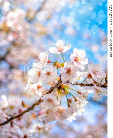櫻花盛開,櫻花花瓣飄落,絢麗多彩 櫻花盛開,櫻花花瓣飄落,絢麗多彩 110226725