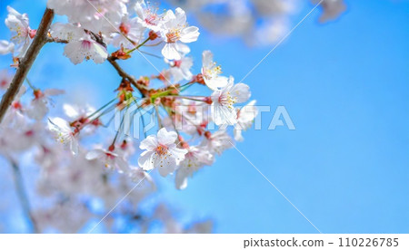 櫻花盛開,櫻花花瓣飄落,絢麗多彩 櫻花盛開,櫻花花瓣飄落,絢麗多彩 110226785