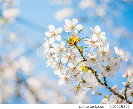 櫻花盛開，櫻花花瓣飄落，絢麗多彩 110226801
