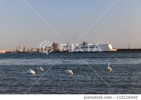 White swans swim in the sea, ocean. In the background are ships and seaport. Beautiful waves are lit in the evening sun. North Sea. Netherlands. 110226840