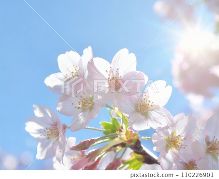 櫻花盛開，櫻花花瓣飄落，絢麗多彩 110226901