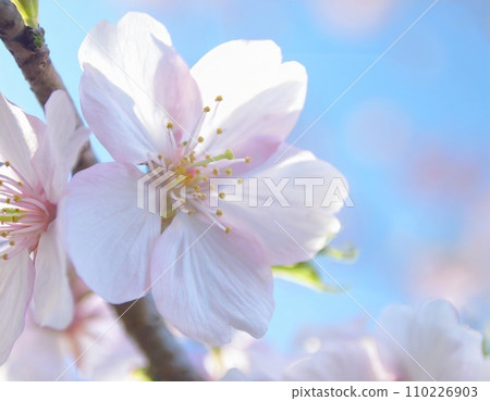 櫻花盛開，櫻花花瓣飄落，絢麗多彩 110226903