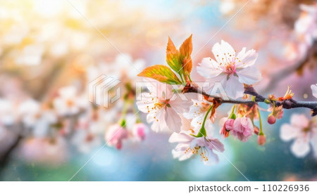 Cherry blossoms in full bloom, cherry blossom petals falling splendidly 110226936