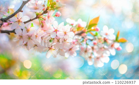 櫻花盛開，櫻花花瓣飄落，絢麗多彩 110226937