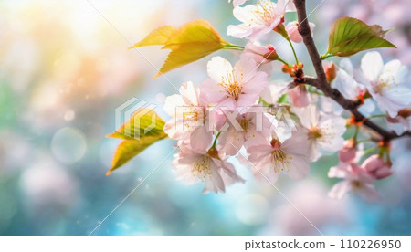 櫻花盛開,櫻花花瓣飄落,絢麗多彩 櫻花盛開,櫻花花瓣飄落,絢麗多彩 110226950