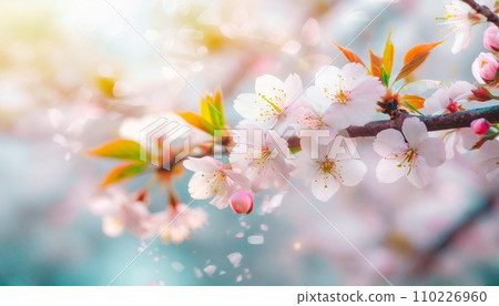 Cherry blossoms in full bloom, cherry blossom petals falling splendidly Cherry blossoms in full bloom, cherry blossom petals falling splendidly 110226960