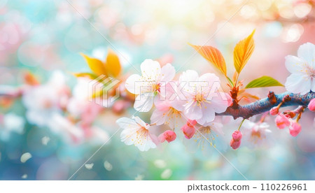 Cherry blossoms in full bloom, cherry blossom petals falling splendidly Cherry blossoms in full bloom, cherry blossom petals falling splendidly 110226961