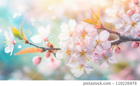 Cherry blossoms in full bloom, cherry blossom petals falling splendidly 110226978