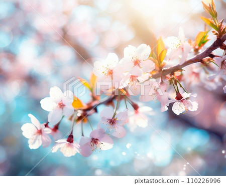 櫻花盛開，櫻花花瓣飄落，絢麗多彩 110226996