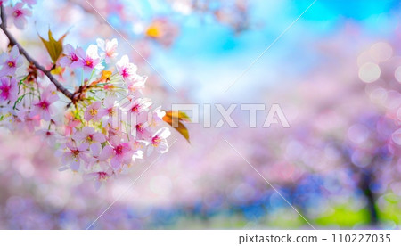 Cherry blossoms in full bloom, cherry blossom petals falling splendidly 110227035