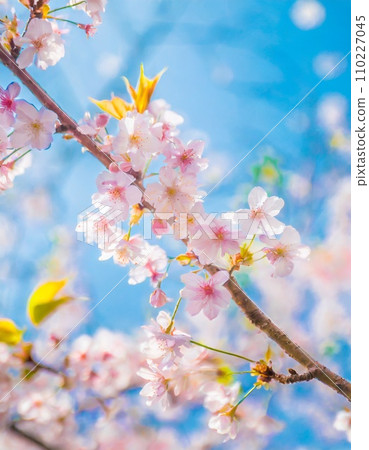 櫻花盛開，櫻花花瓣飄落，絢麗多彩 110227045