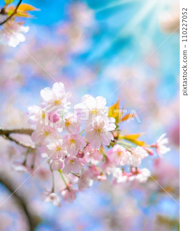 Cherry blossoms in full bloom, cherry blossom petals falling splendidly 110227052