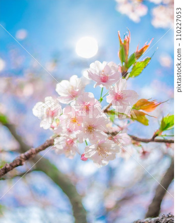 櫻花盛開,櫻花花瓣飄落,絢麗多彩 櫻花盛開,櫻花花瓣飄落,絢麗多彩 110227053