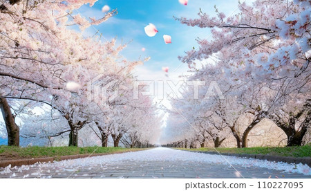 Cherry blossoms in full bloom, cherry blossom petals falling splendidly Cherry blossoms in full bloom, cherry blossom petals falling splendidly 110227095