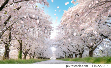 Cherry blossoms in full bloom, cherry blossom petals falling splendidly Cherry blossoms in full bloom, cherry blossom petals falling splendidly 110227096