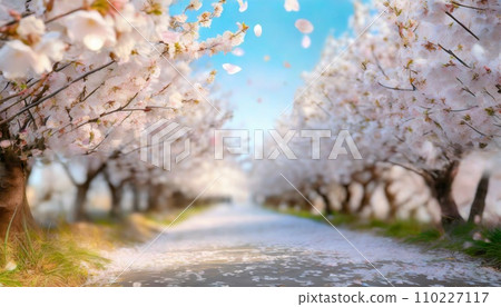 Cherry blossoms in full bloom, cherry blossom petals falling splendidly Cherry blossoms in full bloom, cherry blossom petals falling splendidly 110227117