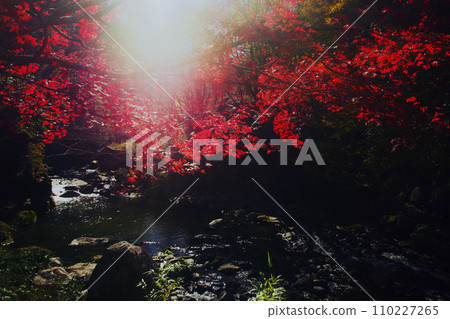 Upstream mountain stream and red maple leaves Upstream mountain stream and red maple leaves 110227265